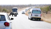 Rinos create traffic jam by blocking road for hours.