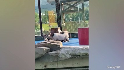 Funniest Animal Videos 2023 That Will Change Your Mood For Good