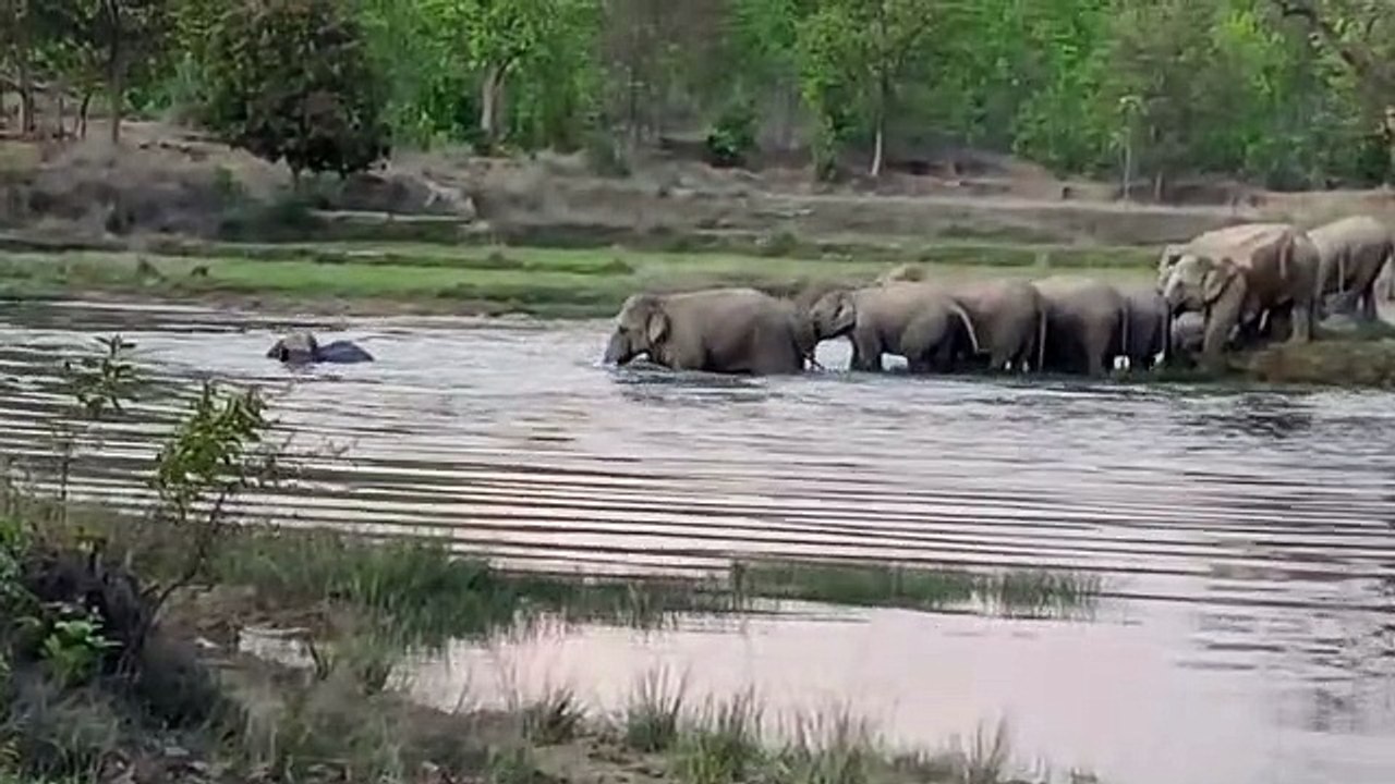 जंगल के बीच जलाशय में हर दिन हाथियों का झुंड कर रहा जलक्रीडा