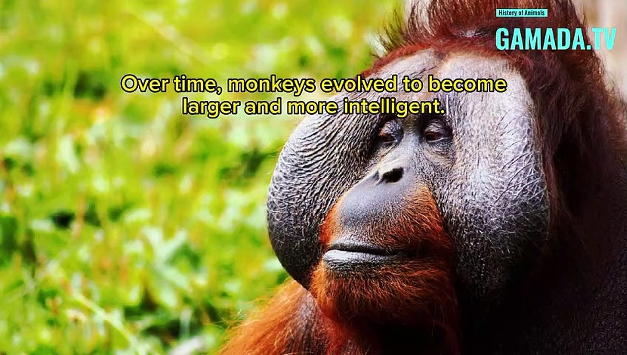 Monkeys: A Fascinating History of Millions of Years
