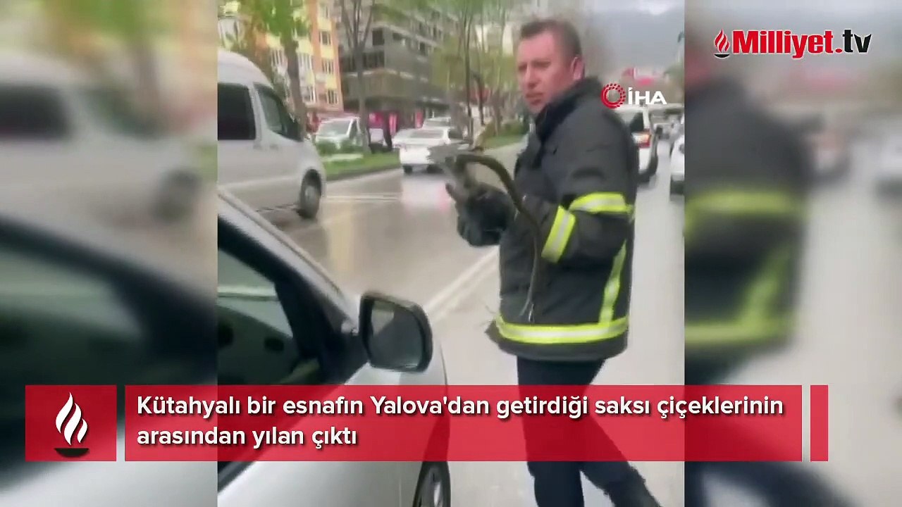 Yalova'dan getirdiği saksı çiçeklerinin arasından yılan çıktı