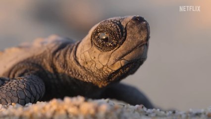 Our Planet II - S01 Teaser Trailer (English) HD