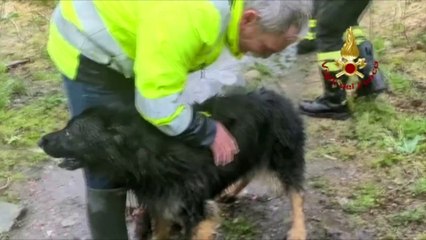 Tải video: Vigili del Fuoco salvano cane finito tra le rapide del fiume Stura