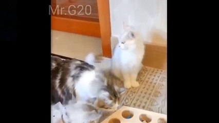 Funniest Animal Videos 2023 That Will Change Your Mood For Good