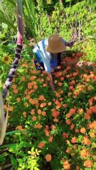 Enjoy beautiful nature with rural life