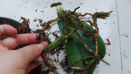 My blue orchid almost died because of me