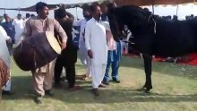 Pakistani Horse Dance !! best horse dance in pakistan