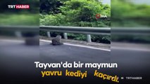 Makak maymunu yavru kediyi kaçırdı