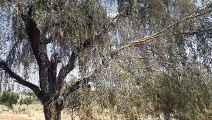 गिळडू रोग ने बिगाड़ा सांगरी का स्वाद, कम पैदावार के चलते बादाम से भी दुगने हुए दाम