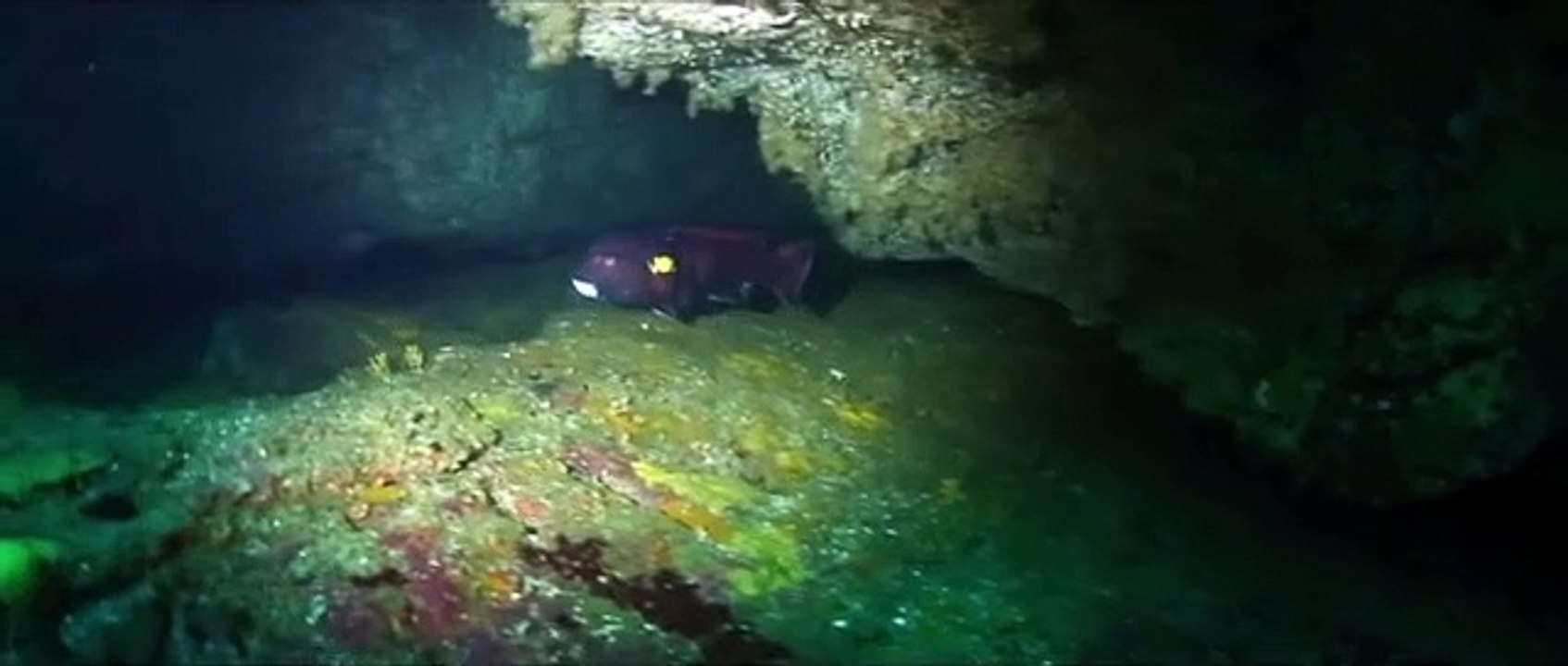 diving-908