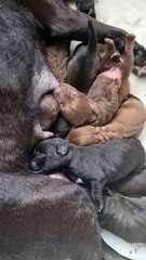 Helping Yorkshire Poundies: Dora the Patterdale has given birth to seven healthy puppies