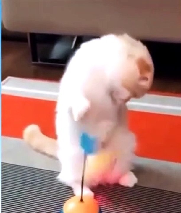 Funny video
