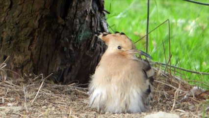 Hoopoe spotted in Ystwyth Valley garden