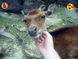 Deer Loves tickling so much