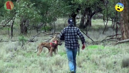 Brave man rescued his dog from Kangaroo
