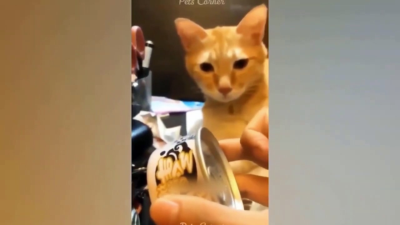 Ready to laugh  Funniest Animals Video - Best Cats  and Dogs Videos