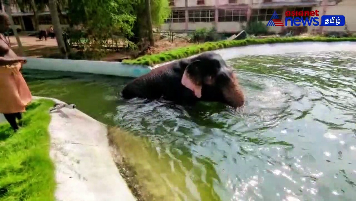 வெப்பத்தை தணிக்க நீச்சல் குளத்தில் ஆனந்த குளியல் போடும் பழனி கோவில் யானை