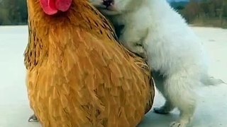 Funny dogs | funny animals 2023