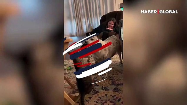 Köpekle oyun oynaya kedi bunu hiç beklemiyordu... Kameraya 'beni iyi seyret' der gibi baktı ve...