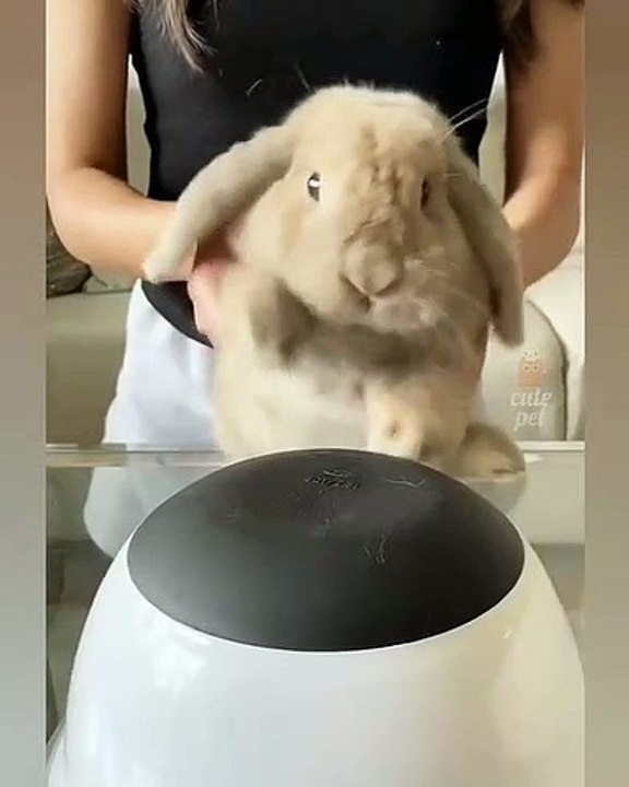 funny | animal video