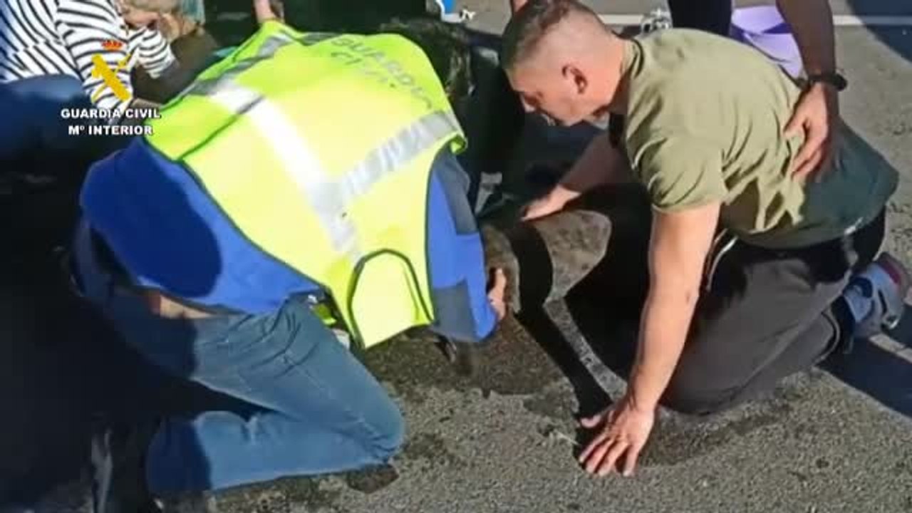 Abandonan a sus perros en el maletero del coche y dos animales fallecen