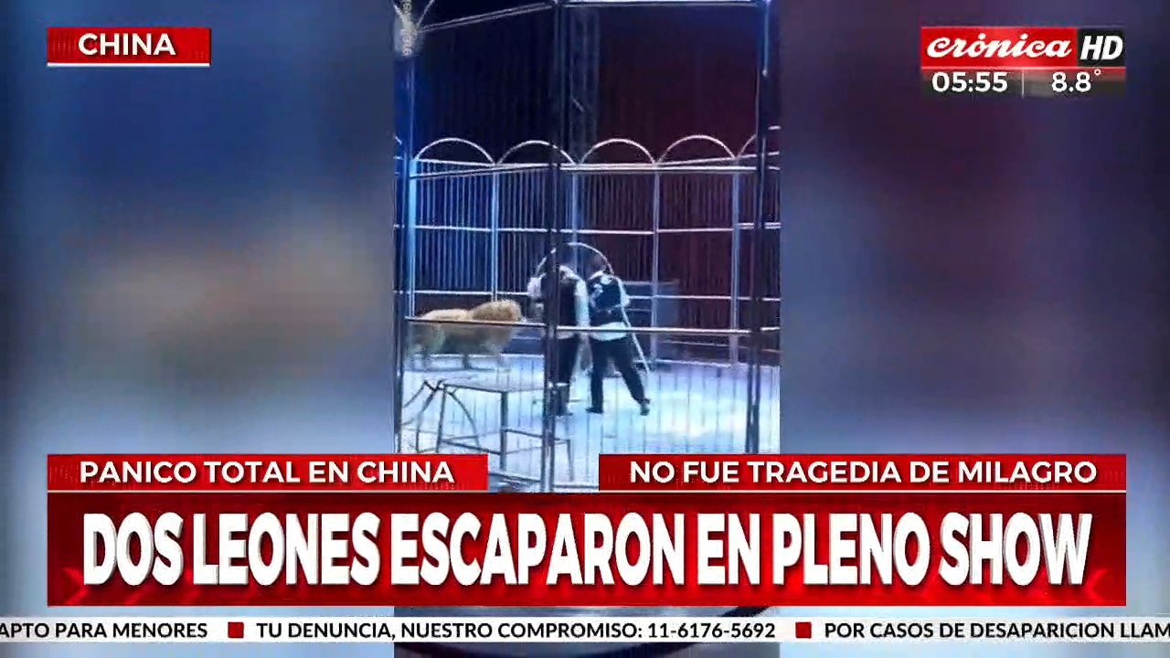 ¡Dos leones escaparon de la jaula en pleno show!