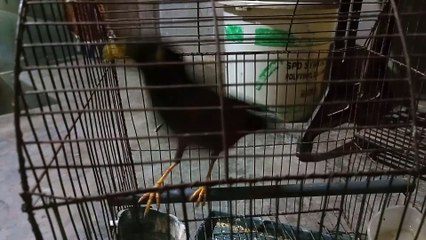 Funny Bird Video | Animals Funny Video | Funniest Bird | Viral Bird Fight