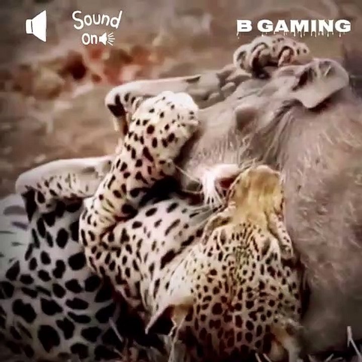 Tiger catch wild boar