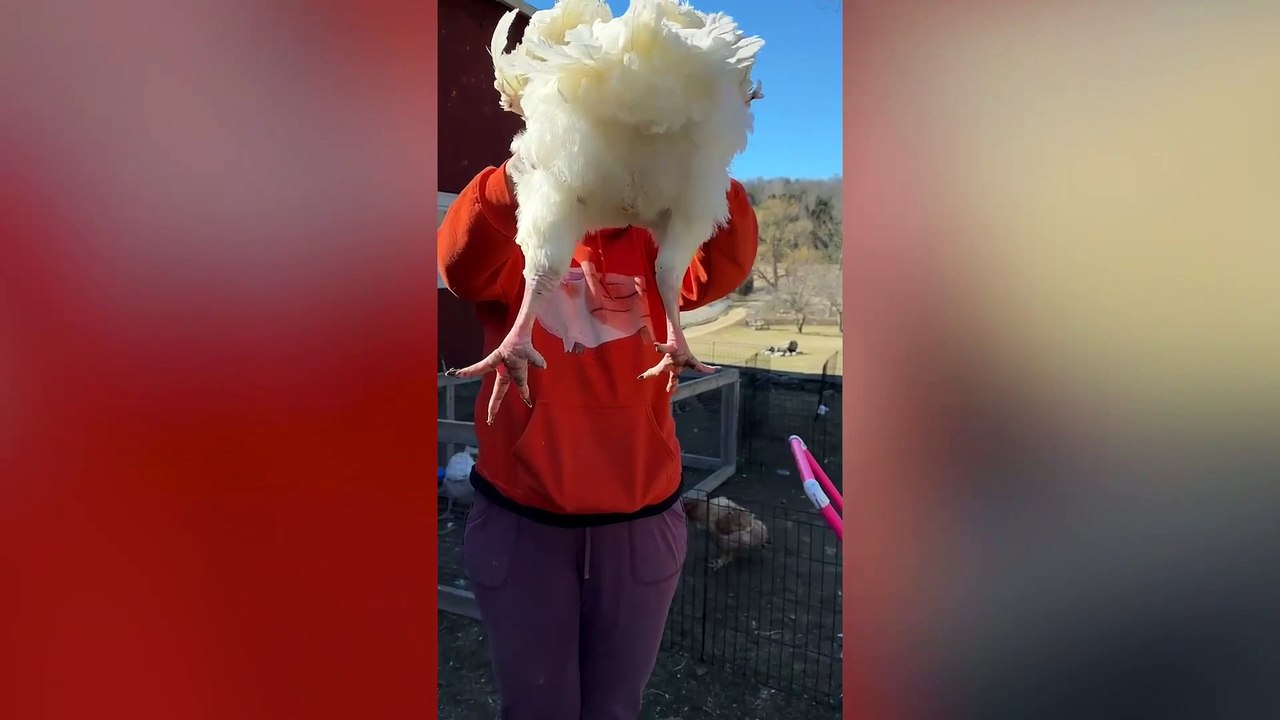 Rescue chicken that suffered a broken leg is now walking properly - after being fitted with a cast