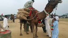 New World Record Camel Weightlifting 37.20 Man in Pakistan 2023 Video