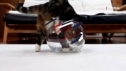 Titiz tavırları dikkat çekti... Akvaryumu bir sıvı gibi dolduran kedi sosyal medyada viral oldu