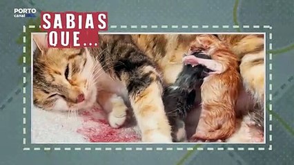 Curiosidades sobre ninhadas de gatos
