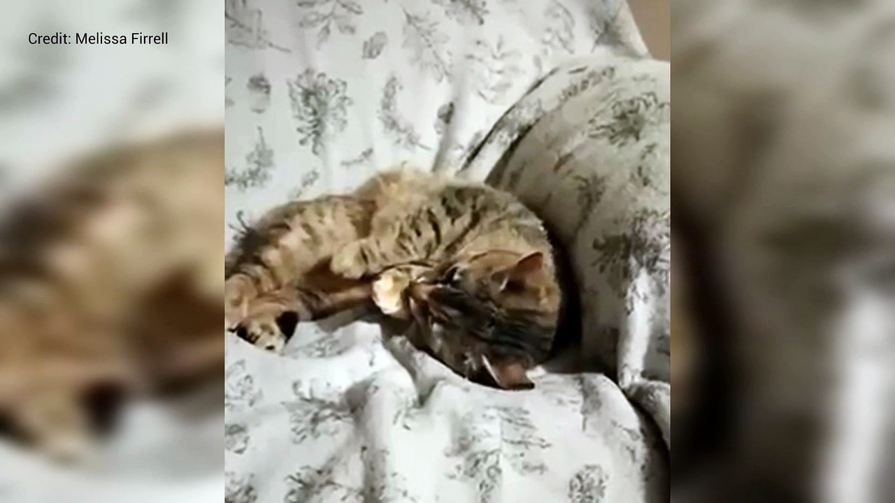 Rescued cat