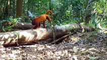 Animals of Amazon - Animals That Call The Jungle Home Amazon Rainforest Scenic