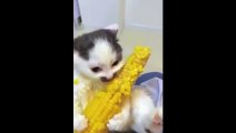 Ce chaton adore les épis de maïs