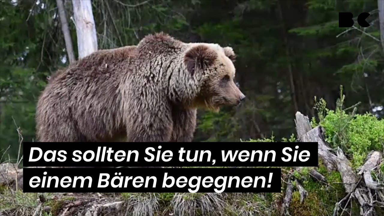 Das sollten sie tun, wenn sie einem bären begegnen!
