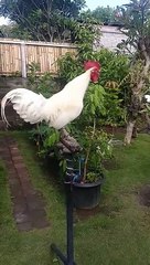 CHICKEN LAUGHING HOHOHO