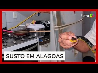 Cobra aparece em cozinha, assusta casal e 'dá baile' para ser capturada