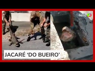 Veja momento em que jacaré é resgatado após viver um mês em bueiro
