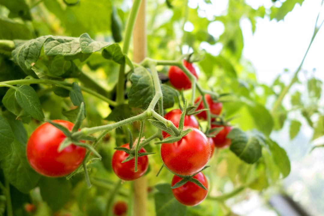 How to Prevent Blight in Tomatoes