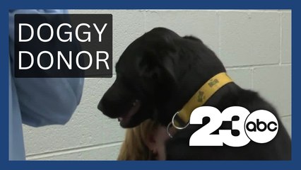 Dogs help other dogs by donating blood