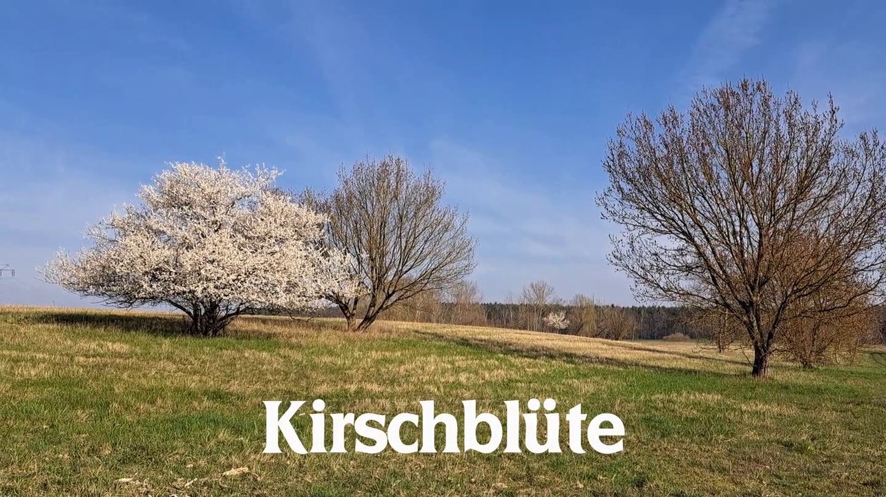 Natur pur: 'Kirschblüte'