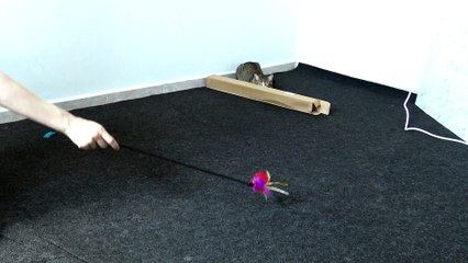 This Cat Likes to Play (15)