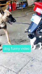 dog funny video dog funny angry