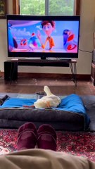 Duck enjoying tv screen
