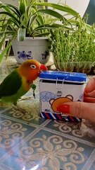 Beutifull talking Parrot  #animals #fun