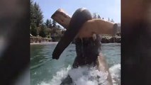 Elephant enjoys sunny day swimming at Oregon zoo