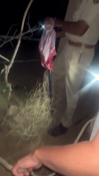 बेल्जियन मेलिनोइस स्नीफर डॉग्स कर रहे ड्रग्स व अपराधियों को पकड़ने में मदद