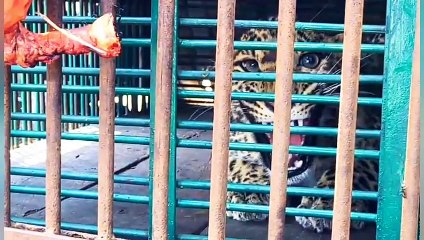 दो दिन से शावक पिंजरे में कैद, लालच को अनदेखा कर शावक को निहारने आ रही पैं​थर, देखें वीडियो