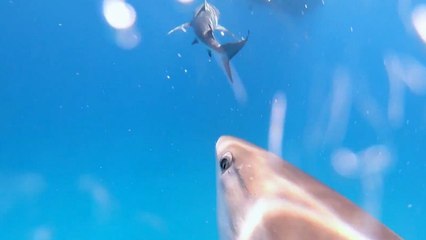 Shark Sucker-Punches Diver From Behind | Wild-ish TV
